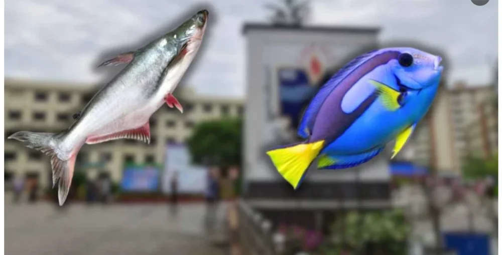 অভিজাত রেস্তোরাঁয় ‘ডোরি ফিশ’ নামে পরিবেশন করা হচ্ছে পাঙাস